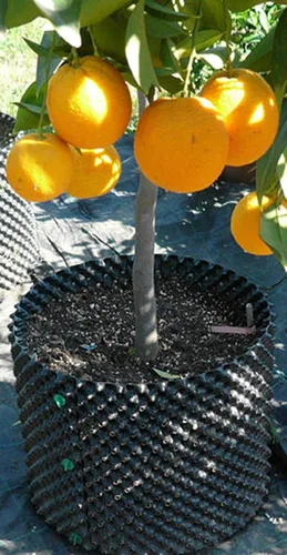 Miniatura 4 de Air-Pot - Macetero