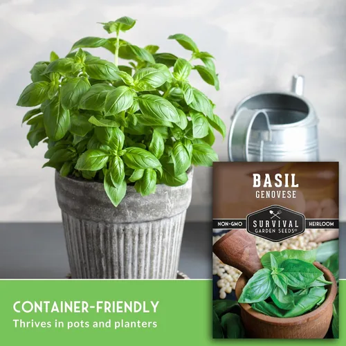 Miniatura 5 de 1 paquete de semillas de albahaca genovesa para plantar con instrucciones para cultivar deliciosas hierbas italianas en el huerto de tu hogar