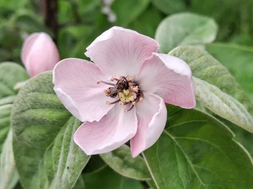 Miniatura 6 de 20 semillas de arbustos con flores de membrillo culinario común Cydonia Oblonga