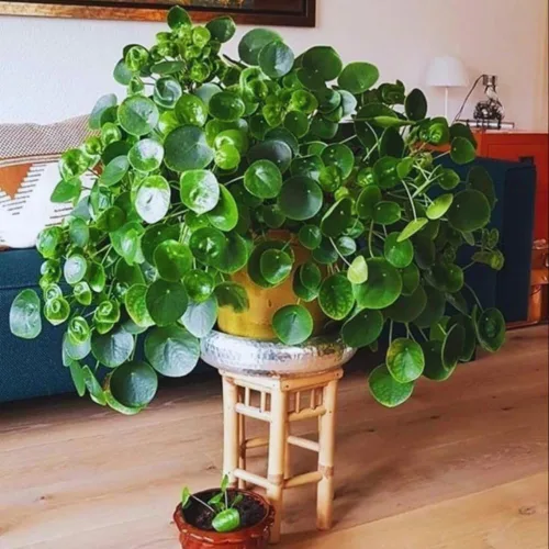 2 plantas de dinero vivas, 5 a 7 Inc en altura, Planta Pilea Peperomioides Live, Planta viva de dinero