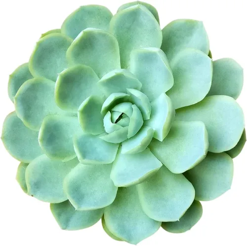 Miniatura 14 de Echeveria Lola - Planta suculenta saludable Echeveria Live de fácil cuidado para interiores, totalmente arraigada en tamaños de 2/4/6 pulgadas
