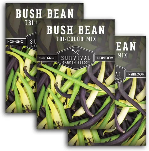 Survival Garden Seeds - Semilla de frijol tricolor para plantar - 3 paquetes con instrucciones para plantar y cultivar frijoles arbustos amarillos,