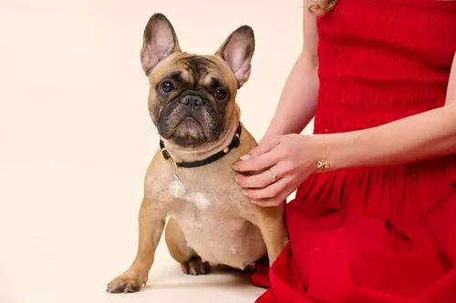 Miniatura 7 de SCAMPER & CO Pulseras con dije de cachorro de raza de perro, circonita cúbica y espinela negra para mujer - Pulseras de plata esterlina chapadas