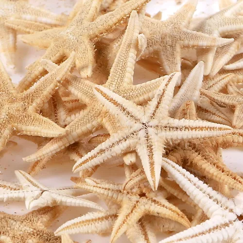 Miniatura 4 de 100 piezas pequeñas estrella de mar estrella de mar conchas de mar playa para manualidades 0.4"-1