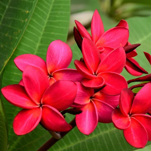 Hawaiian Rare Plumeria Frangipani Planta esquejes rojo, blanco, amarillo, rosa - 10 pulgadas - Descuento Hawaiian Gifts LQ4 (rojo)