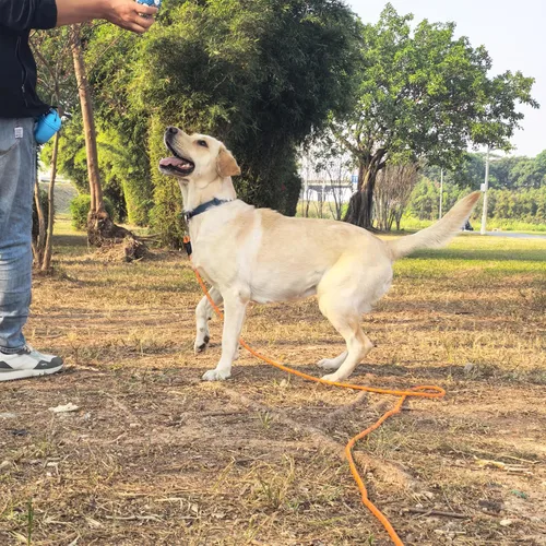 Miniatura 5 de ZALER Correa larga para perro, correa de entrenamiento de perros de 50 pies, 30, 20, 15 y 10 pies, correa de entrenamiento para perros, correa Azul