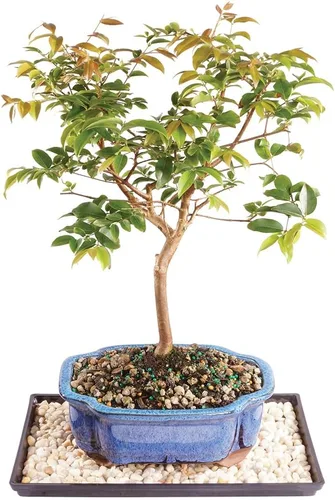 Miniatura 2 de Brussel's Bonsai - Árbol bonsái para interiores, L 2-Verde