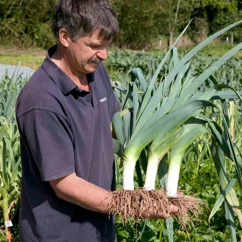 Miniatura 6 de Semillas de cebolla de puerro gigante sin OMG vegetal para plantar