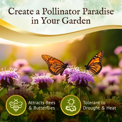 Miniatura 2 de Everwilde Farms - Semillas de flores silvestres nativas de bergamota silvestre de 1 onza - Gold Vault