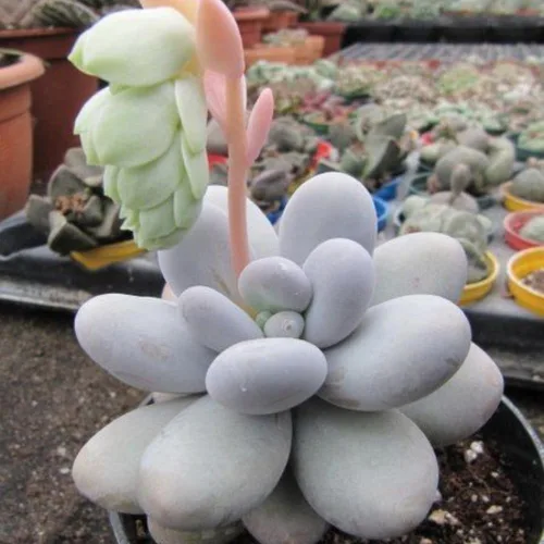 Miniatura 3 de Planta suculenta viva, planta suculenta viva para interiores y exteriores, maceta de 2 pulgadas, planta de interior decorativa de bajo mantenimiento