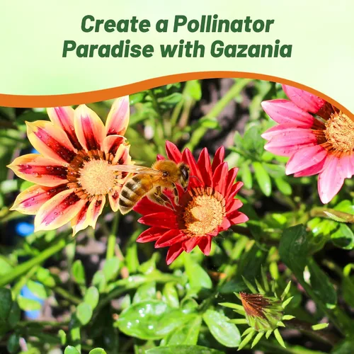 Miniatura 5 de Outsidepride New Day Bright - Semillas mixtas de Gazania para plantar, 50 piezas de semillas perennes, de bajo mantenimiento, tolerantes a la sequía