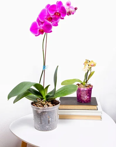 Miniatura 8 de rePotme Maceta de orquídeas ranuradas de 8 pulgadas con agujeros, paquete de 3 unidades (zafiro azul)