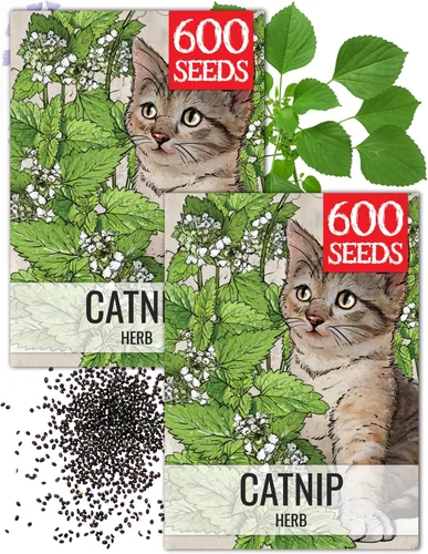Miniatura 10 de Seed Needs Semillas de hierba gatera para plantar Nepeta cataria - Semillas de hierbas sin OMG y sin tratar para plantar y cultivar un jardín