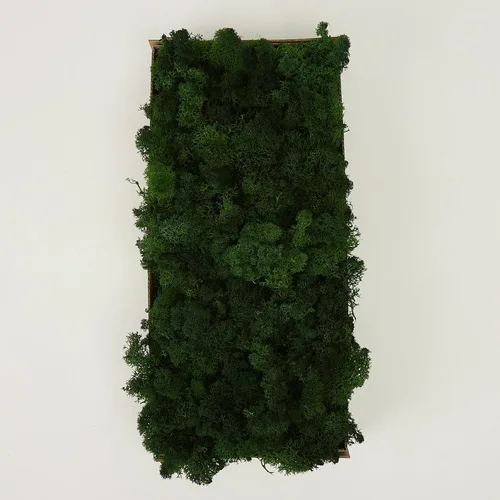 Miniatura 3 de Musgo de Reno Preservado Verde Natural Kit de Bricolaje Arte de Jardinería Decoración de Pared Decoración de Floristería Decoración de Mesa