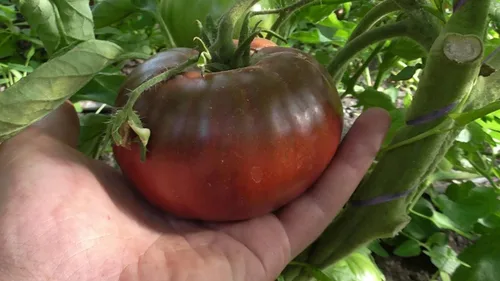Miniatura 4 de Semillas Black Prince Tomate Determinar Vegetales no OGM para plantar