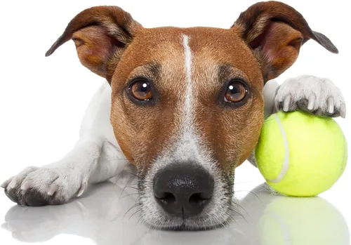 Miniatura 2 de VIV Pelotas de tenis avanzadas a granel, 30/50/100 + pelota de presión de práctica que rebota de 53 pulgadas de alto duradero; tamaño oficial de 2.5