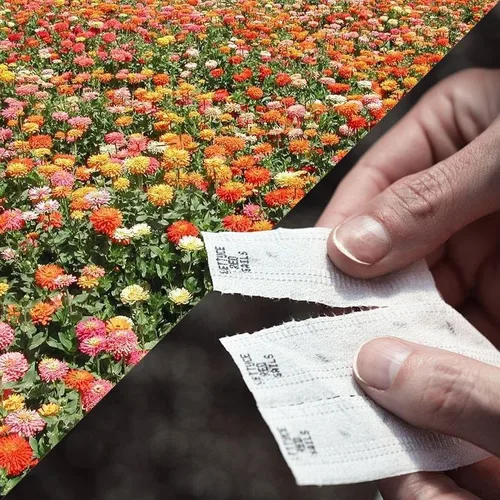 Park Seed Sembrar cinta de semillas de colección Effortless – Mezcla de cactus gigante Zinnia 15 pies – Fácil siembra de bricolaje, flores vibrantes