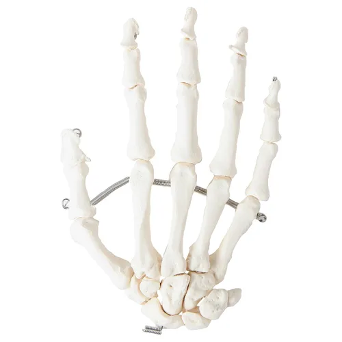 Miniatura 4 de Axis Scientific Mano esquelética Derecha Esqueleto de mano flexible totalmente articulado está asegurado con alambre de calidad para demostrar