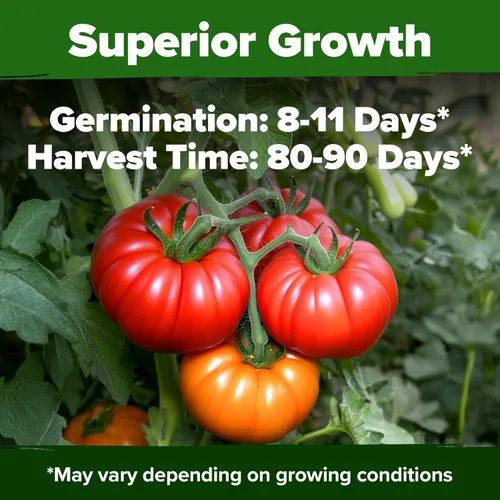 Miniatura 6 de HOME GROWN Semillas de tomate Beefsteak más de 300 semillas tradicionales sin OMG para plantar, alta germinación, indeterminado, tomate grande