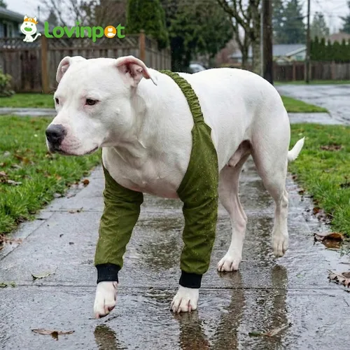 Miniatura 6 de LovinPet Mangas delanteras para perros medianos y grandes, protector impermeable para codos y rodillas, recuperación antilamientos, soporte