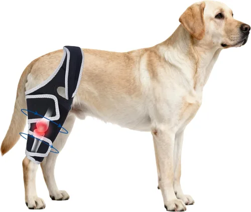 Rodillera para perros para todas las piernas, rodillera ajustable para perros desgarrados en la pierna trasera, mantiene las articulaciones