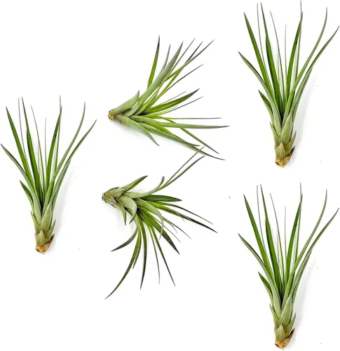 Miniatura 60 de ragnaroc Planta de Aire Viva – Tillandsia Capiput, Jumbo 6-9” - 2 unidades - Llegada Viva Garantizada - Plantas de Casa para Decoración del Hogar