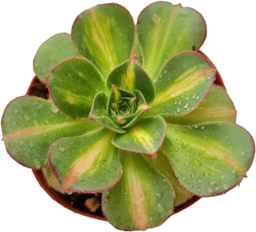 Plantas Aeonium vivas (4" Pot Starburst)