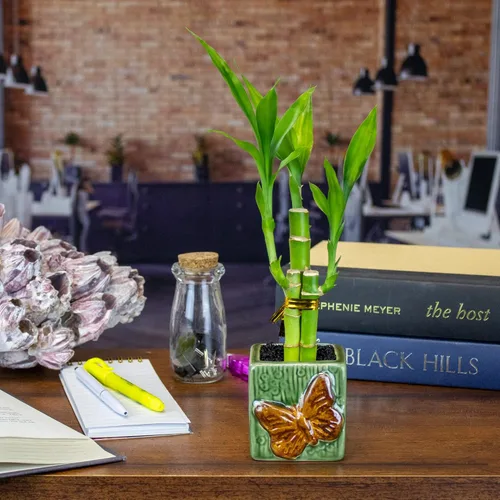 Miniatura 5 de Juego de diez arreglos de bambú de la suerte de 3 tallos – 6 pulgadas de bambú de la suerte plantas de interior para decoración del hogar