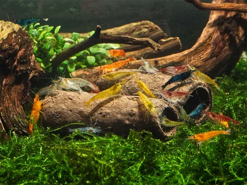 Miniatura 4 de GlasGarten Cuevas crujientes - Sabrosas cuevas/tubos comestibles (tamaño S - 3 piezas)