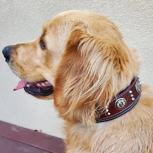 Miniatura 6 de BlazingPaws® Florington - Collar de perro del oeste de cuero negro grueso de lujo de 2 pulgadas de ancho para perros grandes, collar acolchado