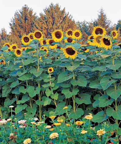 Burpee Semillas de girasol crimson blaze sobre con 30 semillas Sunforest