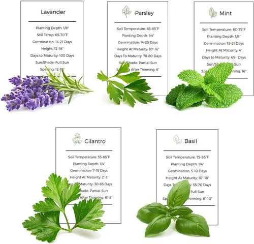Miniatura 3 de Colección de semillas para jardín de hierbas, paquete de 5 semillas de hierbas culinarias, semillas autóctonas no transgénicas (non-GMO) para sembrar