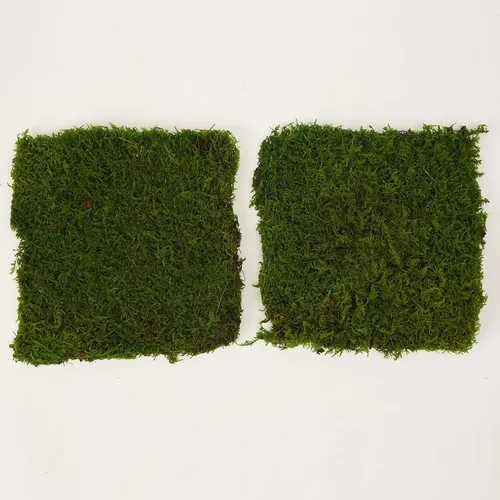 Miniatura 7 de Hoja preservada de musgo verde natural, decorativo, verde natural, kit de bricolaje, arte de jardinería, decoración de pared, decoración de verde - b