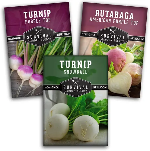 Colección de semillas de nabo y rutabaga - 3 variedades para plantar en otoño y primavera | Nabo superior morado, nabo blanco bola de nieve,