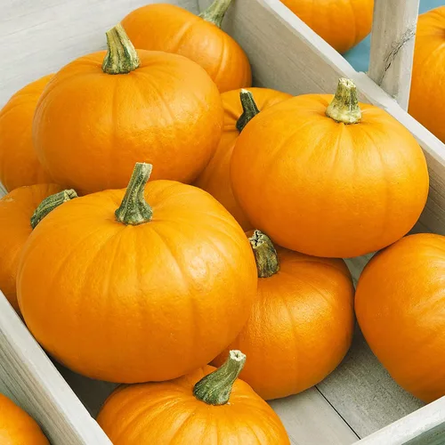 Autumn Gold Bush F1 - Semillas de calabaza híbridas – 1 onza ~ 200 semillas – Sin OMG, híbrido F1 – Huerto – Cucurbita Pepo