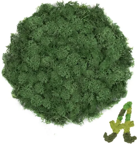 Musgo de reno verde oscuro de 3.5 onzas, musgo preservado para plantas, decoración de musgo, musgo verde para manualidades, musgo para plantas en