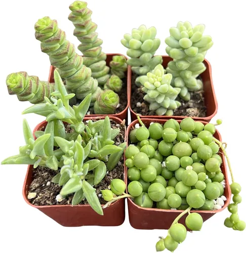 Sprout N Green Colección de suculentas de arrastre, planta suculenta de 4 cuerdas totalmente enraizada en maceta de inicio de 2 pulgadas, decoración