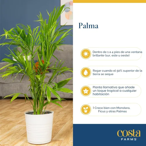 Miniatura 6 de Costa Farms Planta viva de palma de bambú en maceta decorativa, planta de interior grande purificadora de aire, perfecta para decoración del hogar