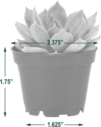 Miniatura 5 de Arcadia Garden Products Mini suculentas variadas en vivo en maceta de cultivo de 2 pulgadas, paquete de 28, verde (LV67). No se puede enviar a