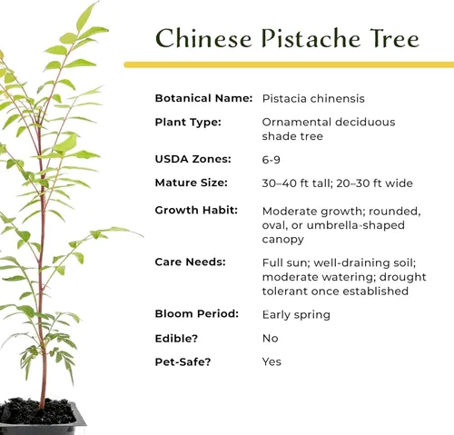 Miniatura 9 de 1 árbol de pistache chino Árbol joven vivo en cubo de vivero de 2.5 pulgadas Variedad Pistacia Chinensis Toldos de sombra caducifolios