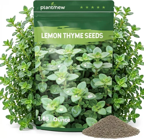 Miniatura 9 de Semillas de Alyssum para plantar, alfombra real morada, semillas de flores de Alyssum moradas dulces, semillas de cobertura del suelo perennes