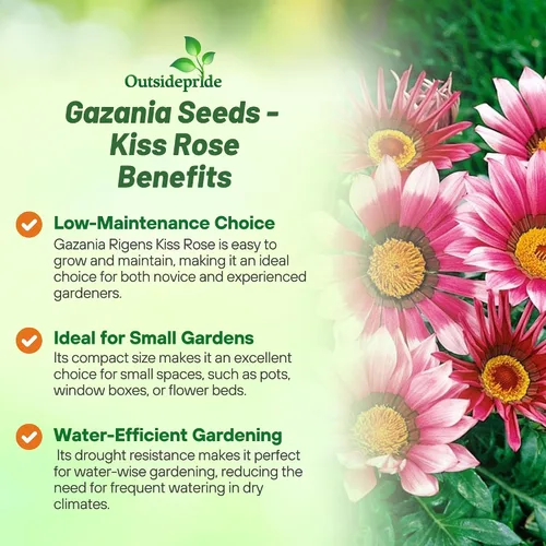 Miniatura 3 de Outsidepride Kiss Rose Gazania Semillas para plantar – 25 piezas de semillas perennes, de bajo mantenimiento, tolerantes a la sequía para flores