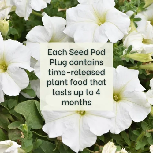 Miniatura 3 de White Petunia - Tapones completos de semillas con alimento vegetal - 10 cápsulas para jardines hidropónicos, clic y cultivo, cultivo de lechuga