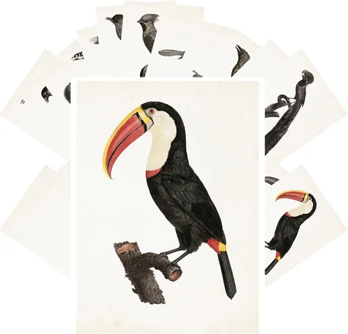 Miniatura 6 de PIXILUV Postales vintage (24 piezas de 4 x 6 pulgadas cada una) Pinturas de pájaros bonitos de loros y cacatúas, postales vintage, tarjetas