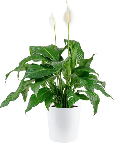 Miniatura 11 de Costa Farms - Lirio de paz Spathiphyllum, planta viva de interior Maceta de decoración moderna