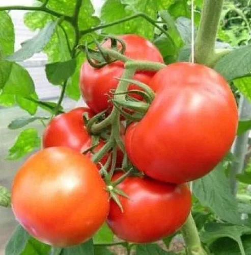 Miniatura 3 de 120 semillas de tomate Rutger's para plantar 1/0.07 oz + de semillas cosechadas en EE. UU