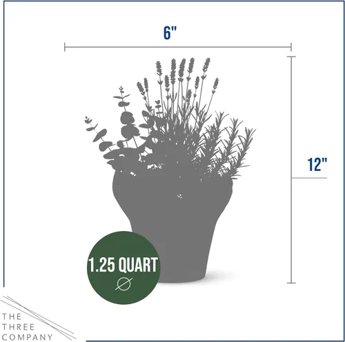 Miniatura 3 de Combo de hierbas aromáticas y saludables vivas en cubierta decorativa - Purificador de aire, combo incluye verbena de limón, lavanda y eucalipto, 12