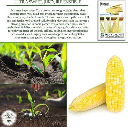 Miniatura 5 de Semillas de maíz bicolor "Nirvana Super Sweet" para plantar, más de 25 semillas de reliquia por paquete, semillas de jardín de Isla