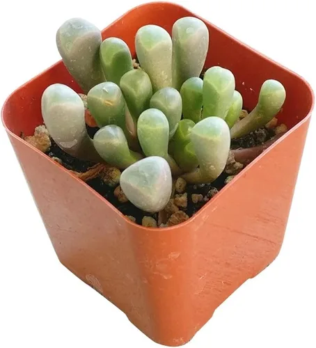 Miniatura 4 de Baby Toes Fenestraria - Maceta de arcilla de 2 pulgadas + maceta de arcilla, suculenta saludable, rara e inusual, planta de interior de fácil