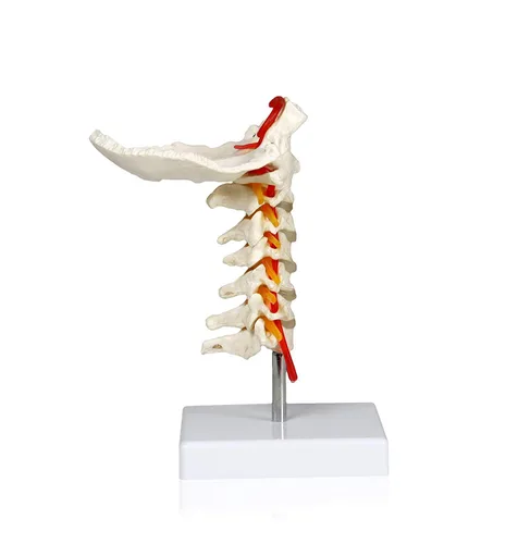 Miniatura 3 de VAV261 Columna cervical con nervios y arterias Tamaño natural, articulado 7 vértebras cervicales, discos intervertebrales Hueso occipital